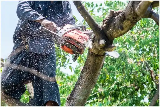 tree services Smiley